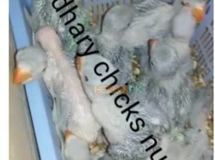Hand feed Pahari Chicks