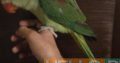 Alexander parrot