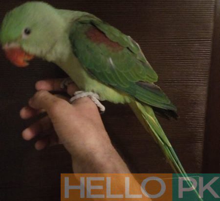 Alexander parrot