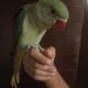 Alexander parrot