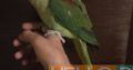 Alexander parrot