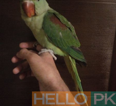 Alexander parrot
