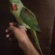 Alexander parrot