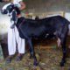 beetal Goat bakri Karachi, Pakistan Only of pure beetal goat lover’s