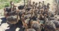 Ostrich chicks 03126080981 Rs20,000 Punjab, Pakistan