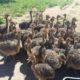 Ostrich chicks 03126080981 Rs20,000 Punjab, Pakistan