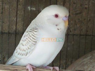 Albino Latino Personta Love Birds Eno Coctail Fellow For Sale Lahore, Pakistan