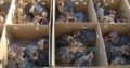 Ostrich chicks 03126080981 Rs20,000 Punjab, Pakistan