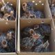 Ostrich chicks 03126080981 Rs20,000 Punjab, Pakistan
