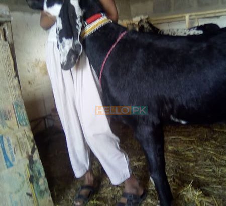 beetal Goat bakri Karachi, Pakistan Only of pure beetal goat lover’s