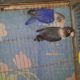 pearl pied Gulshan-e-Iqbal