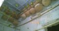 For sale Fisher breeder pairs with eggs n chicks
