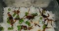 Homemade food available Home delivery available