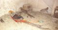 Red golden Pheasant Karachi