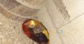 Red golden Pheasant Karachi