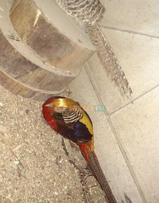 Red golden Pheasant Karachi