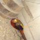 Red golden Pheasant Karachi