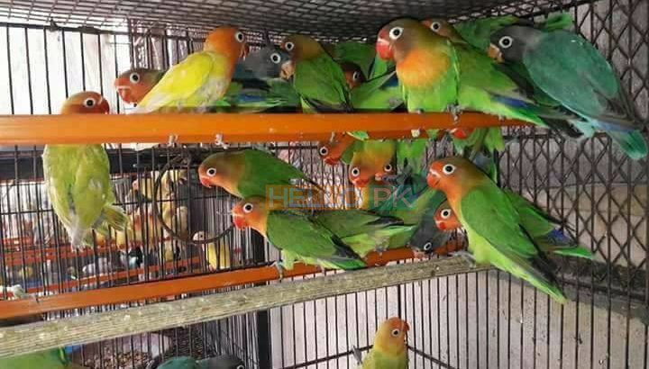 ALL BIRDS for sale