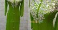 Dress Karachi order on Whatsapp
