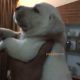 Dogs for sale labrador puppies