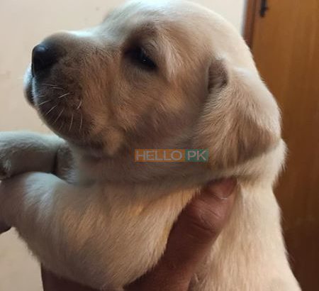 Dogs for sale labrador puppies