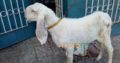 bakri Gulabi khajli 2 daant