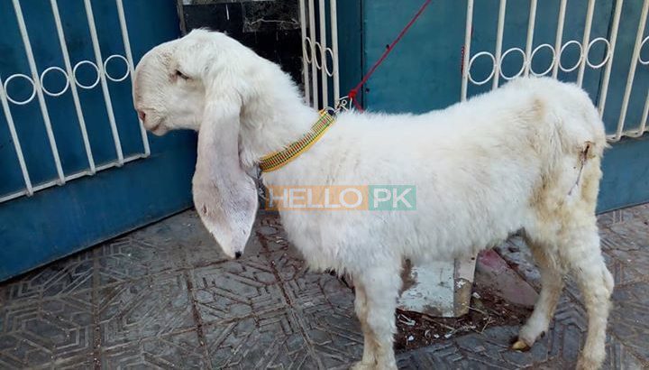 bakri Gulabi khajli 2 daant