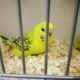 Parrots TCB beauty