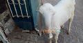 bakri Gulabi khajli 2 daant