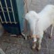 bakri Gulabi khajli 2 daant