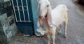 bakri Gulabi khajli 2 daant