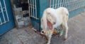 bakri Gulabi khajli 2 daant