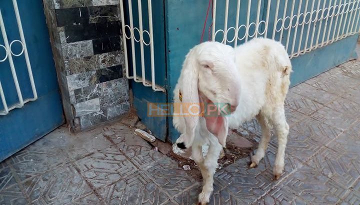 bakri Gulabi khajli 2 daant
