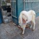 bakri Gulabi khajli 2 daant