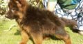 Garman shepherd Garman shepherd Male for sale , Lahore