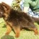 Garman shepherd Garman shepherd Male for sale , Lahore