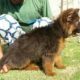Garman shepherd Garman shepherd Male for sale , Lahore