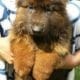 Garman shepherd Garman shepherd Male for sale , Lahore