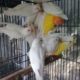 Albino pathy 4 sale , Lahore
