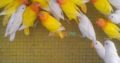 Love birds,Albino,Latino prsunata blue,black mask for sale