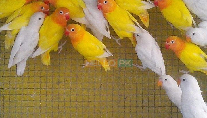 Love birds,Albino,Latino prsunata blue,black mask for sale