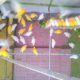 Love birds,Albino,Latino prsunata blue,black mask for sale