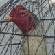 shikra for sale lamba qadd . mazboot jism , Gujrat