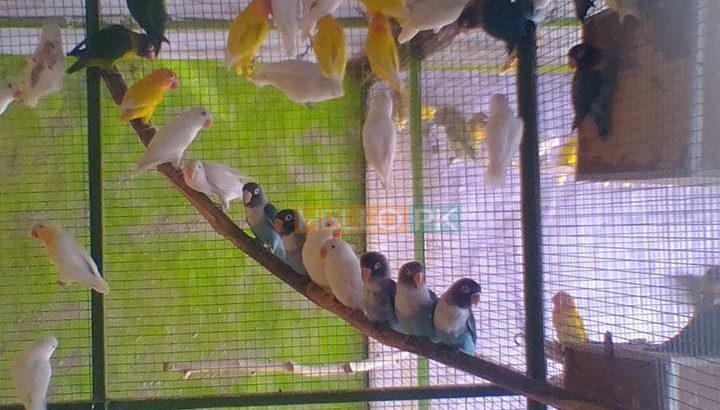 Love birds,Albino,Latino prsunata blue,black mask for sale