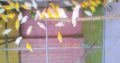Love birds,Albino,Latino prsunata blue,black mask for sale