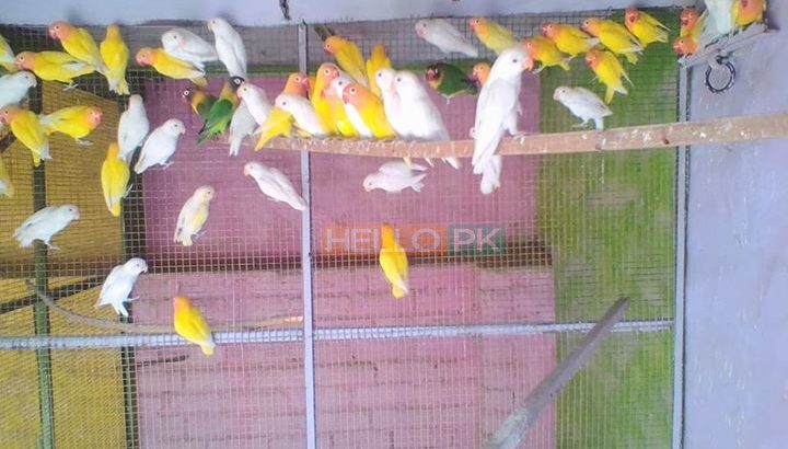 Love birds,Albino,Latino prsunata blue,black mask for sale