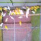 Love birds,Albino,Latino prsunata blue,black mask for sale