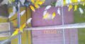 Love birds,Albino,Latino prsunata blue,black mask for sale