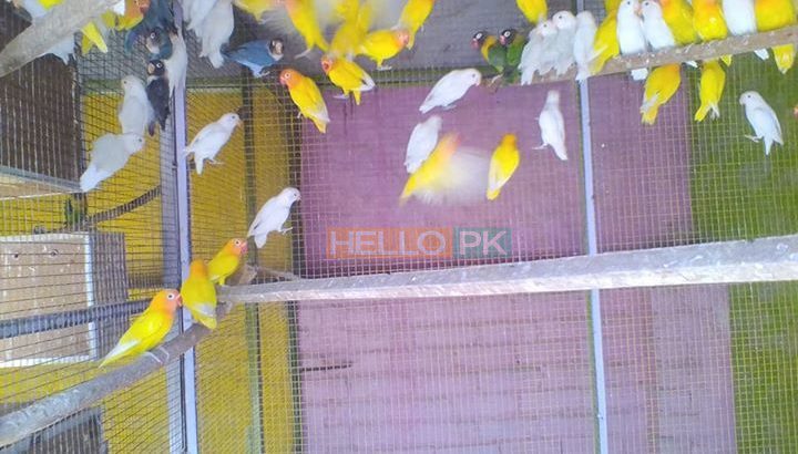 Love birds,Albino,Latino prsunata blue,black mask for sale