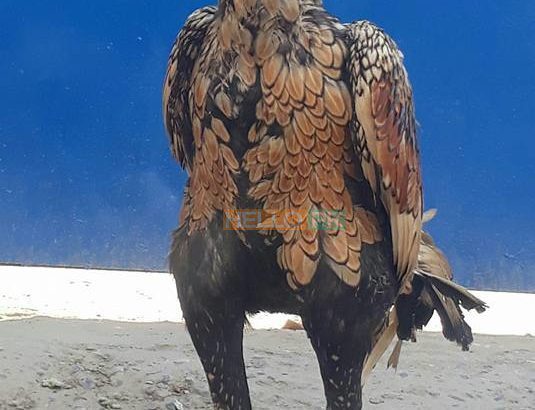 shikra for sale lamba qadd . mazboot jism , Gujrat